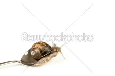 Escargot on a spoon
