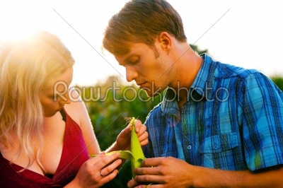 Farmers checking corn for harvest