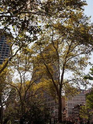 Flatiron Building Behind Trees