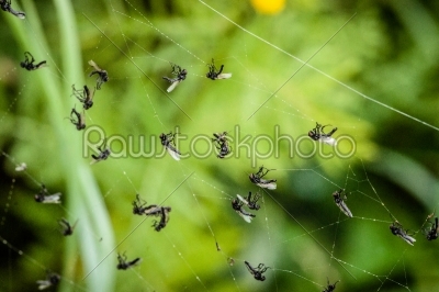 Flies in spiderweb