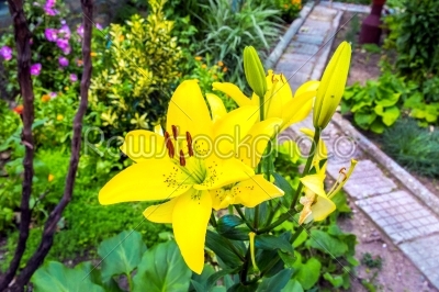 Flower in the garden