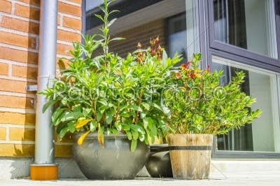 Flower pots on a terrace