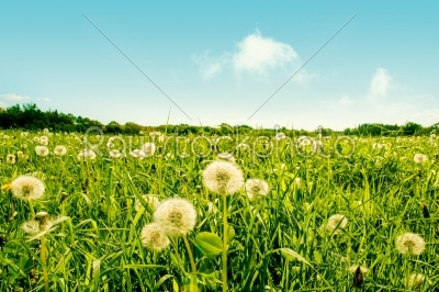 Fluffy dandelion flowers on a green field