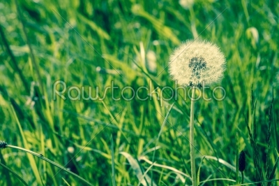Fluffy white dandelion with seeds