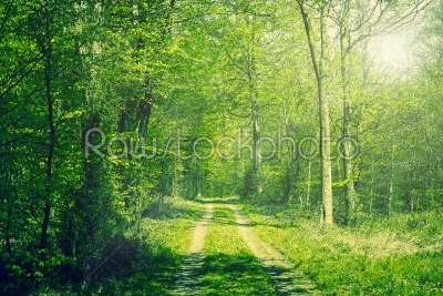 Forest in the springtime