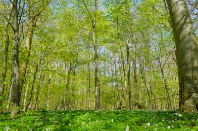 Forest with beech trees