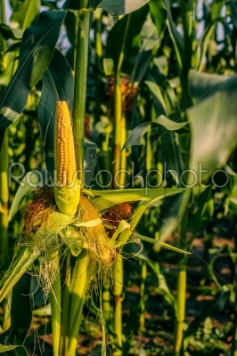Fresh yellow corn crops