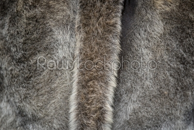 Fur background with a tail