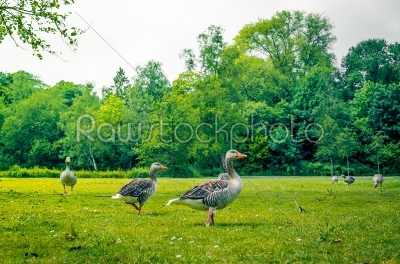 Geese standing in a park