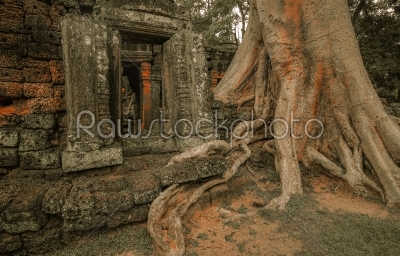 Giant tree covering Ta Prom and Angkor Wat temple, Siem Reap