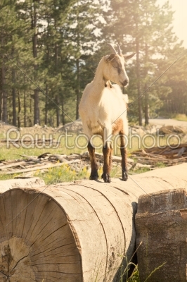 goat in nature standing on the tree