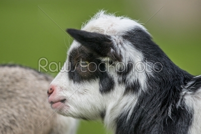 Goat kid head close-up