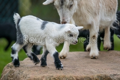 Goat kid with its mother