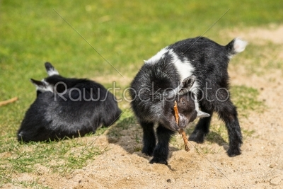 Goat kids on a field