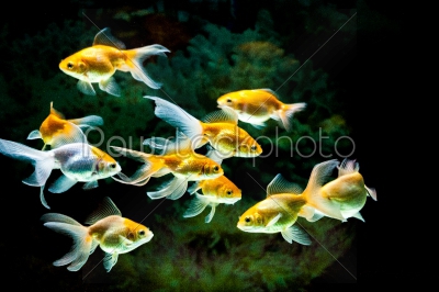 Gold fishes in aquarium