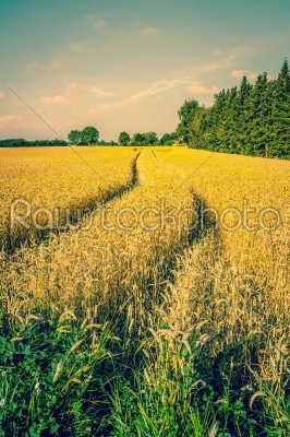Golden crops on a countryside