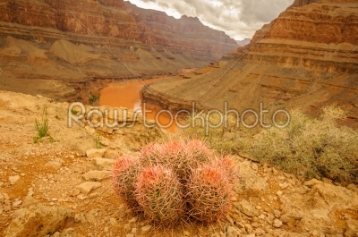 Grand Canyon cactus