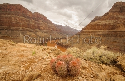 Grand Canyon kaktus