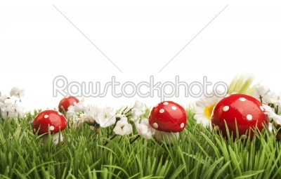 grass with flowers