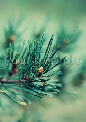 green Coniferous pin branch