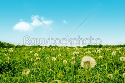 Green field with fluffy dandelion flowers