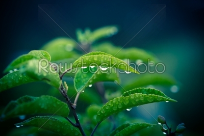 Green plant with _drop_s of rain