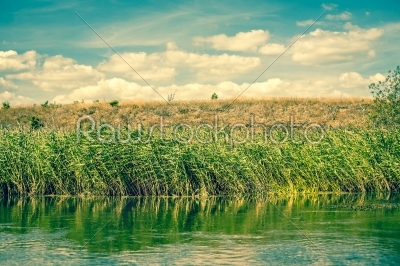 Green rushes by a riverside
