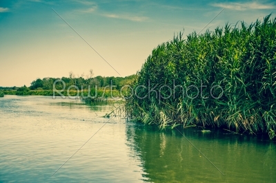 Green rushes by the lake
