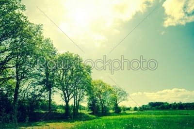 Green summer landscape with trees and fields