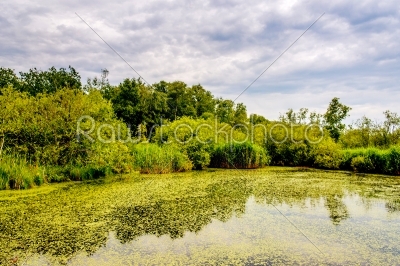 Green swamp lake in cloudy weather