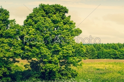Green trees in panorama scenery