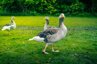 Grey geese on a green lawn