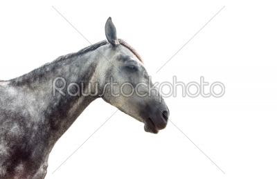 Grey horse isolated