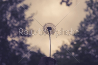 Hand holding a fluffy dandelion