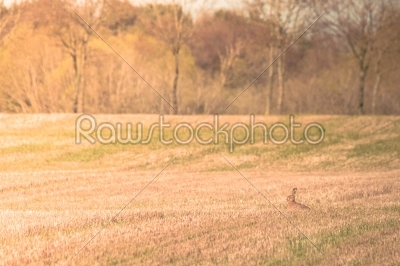 Hare sitting on a field at easter