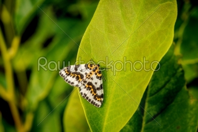 Harlekin butterfly on a big green leaf