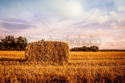 Harvested straw bale