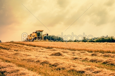 Harvester on a dry field
