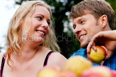 Harvesting - eating apples