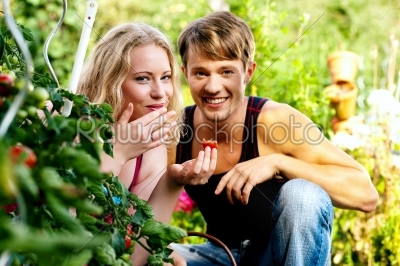 Harvesting Tomatoes - couple