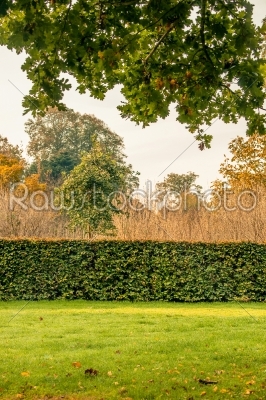Hedge in a park