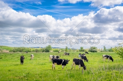 Holstein-Frieser cows on a field