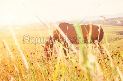 horse grazing in sunny pasture