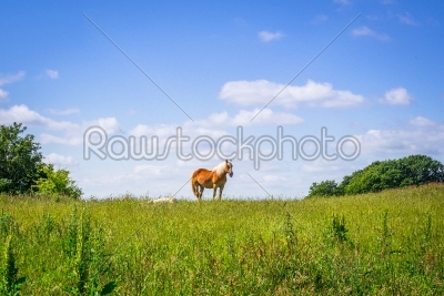 Horse standing on an idyllic meadow