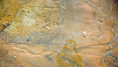 In details single star fish lying on the sand of sea shore where