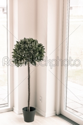 Indoor plant in bright enviroment