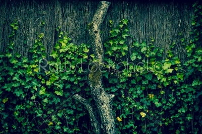 Ivy climbing an old fence