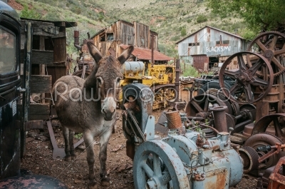Jerome Arizona Ghost Town donkey