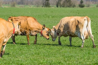 Jersey cattle on a field
