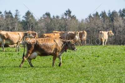 Jersey cattle on grass in the springtime